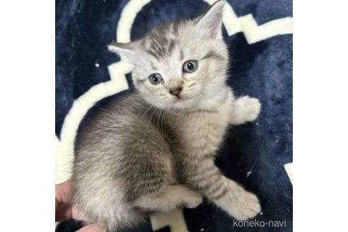 成約済の群馬県のスコティッシュフォールド-103145の1枚目