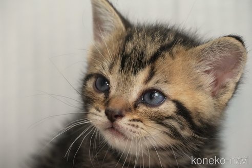 成約済の埼玉県のアメリカンショートヘア-102250の7枚目
