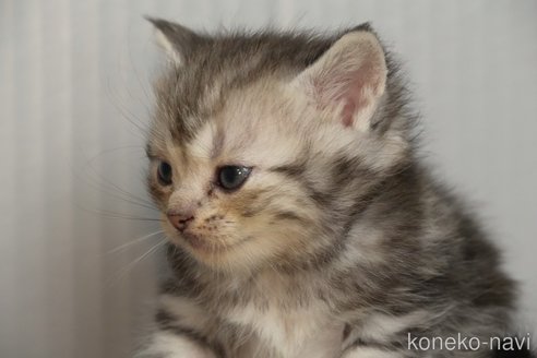成約済の埼玉県のアメリカンショートヘア-102348の3枚目