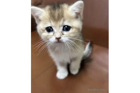 成約済の群馬県のブリティッシュショートヘア-103146の2枚目