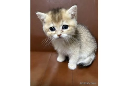 成約済の群馬県のブリティッシュショートヘア-103146の3枚目