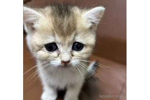 成約済ののブリティッシュショートヘア-103146