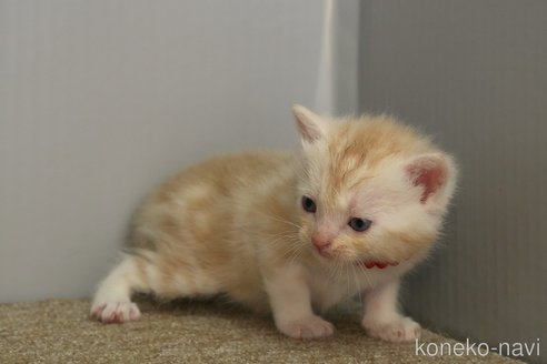 成約済の埼玉県のアメリカンショートヘア-102346の7枚目