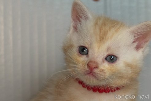 成約済の埼玉県のアメリカンショートヘア-102346の6枚目