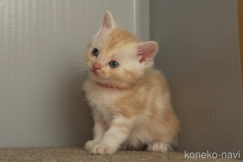 成約済の埼玉県のアメリカンショートヘア-102346の4枚目