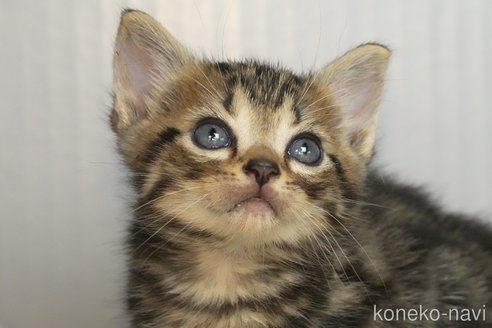 成約済の埼玉県のアメリカンショートヘア-102245の4枚目