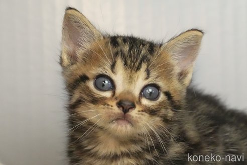 成約済の埼玉県のアメリカンショートヘア-102245の3枚目
