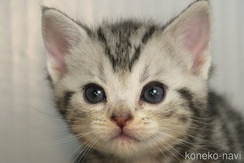 成約済の埼玉県のアメリカンショートヘア-102248の1枚目