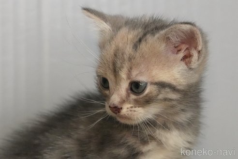 成約済の埼玉県のアメリカンショートヘア-101872の14枚目