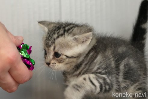 成約済の埼玉県のアメリカンショートヘア-102242の9枚目