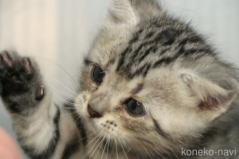 成約済の埼玉県のアメリカンショートヘア-102242の8枚目