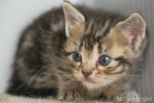 成約済の埼玉県のアメリカンショートヘア-102244の5枚目