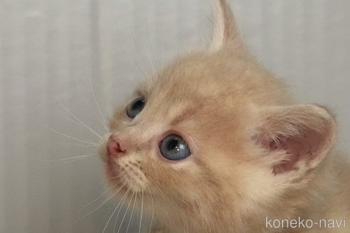 成約済の埼玉県のアメリカンショートヘア-101877の21枚目