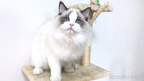 成約済の埼玉県のラグドール-83909の3枚目