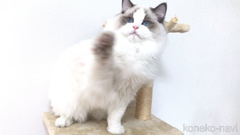 成約済の埼玉県のラグドール-83909の4枚目