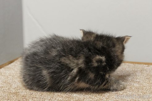 成約済の埼玉県のアメリカンショートヘア-102356の6枚目