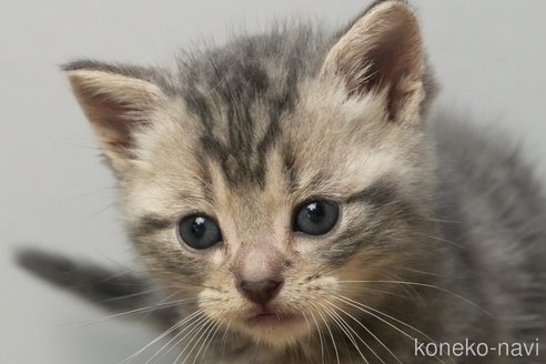 成約済の埼玉県のアメリカンショートヘア-102351の16枚目