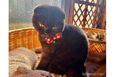 成約済の千葉県のスコティッシュフォールド(折れ耳)-90151の7枚目