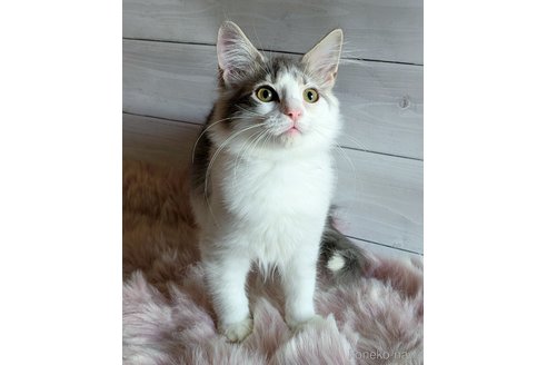 成約済の愛知県のノルウェージャンフォレストキャット-103155の4枚目