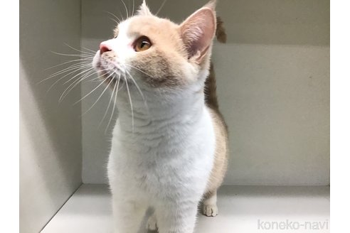 成約済の山形県のセルカークレックス-84736の5枚目
