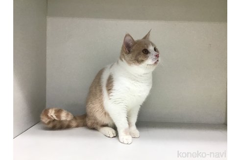 成約済の山形県のセルカークレックス-84736の4枚目