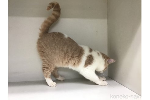 成約済の山形県のセルカークレックス-84736の2枚目