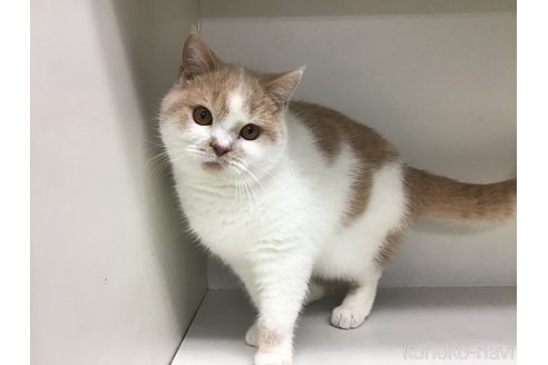 成約済の山形県のセルカークレックス-84737の1枚目