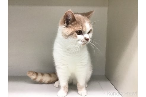 成約済の山形県のセルカークレックス-84737の4枚目