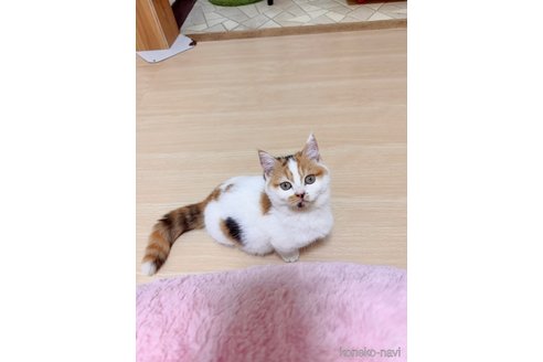 成約済の千葉県のマンチカン(短足)-96279の3枚目