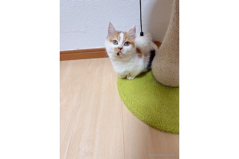 成約済の千葉県のマンチカン(短足)-96279の4枚目