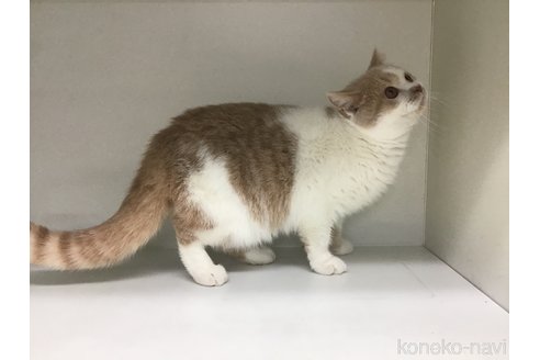 成約済の山形県のセルカークレックス-84737の2枚目