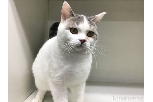 成約済の山形県のセルカークレックス-84738の1枚目
