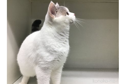 成約済の山形県のセルカークレックス-84738の5枚目