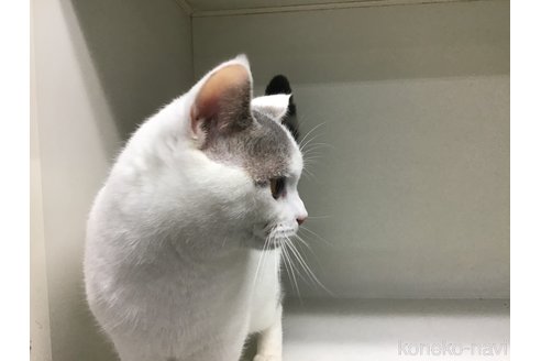 成約済の山形県のセルカークレックス-84738の4枚目