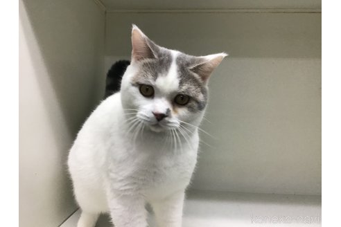 成約済の山形県のセルカークレックス-84738の3枚目