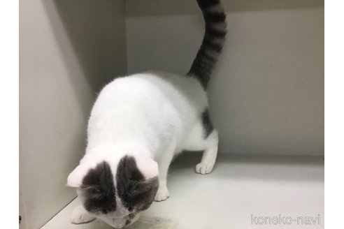 成約済の山形県のセルカークレックス-84738の2枚目