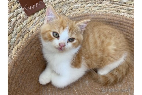 成約済の茨城県のスコティッシュフォールド-103169の5枚目