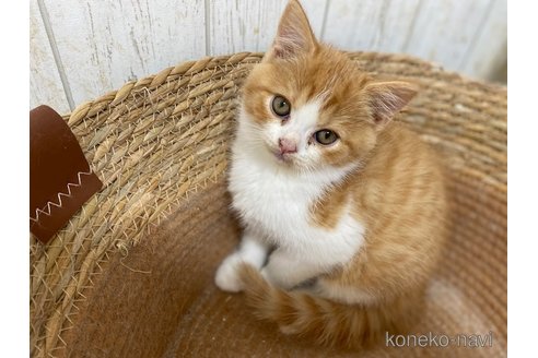 成約済の茨城県のスコティッシュフォールド-103169の4枚目