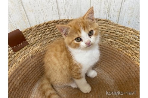 成約済の茨城県のスコティッシュフォールド-103169の2枚目