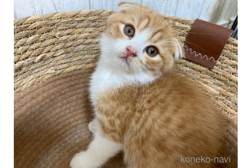 成約済の茨城県のスコティッシュフォールド-103170の1枚目