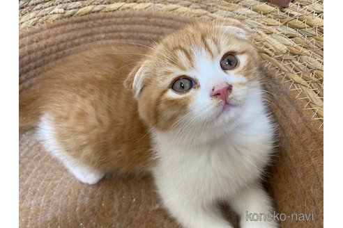 成約済の茨城県のスコティッシュフォールド-103170の5枚目