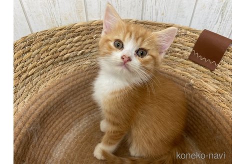 成約済の茨城県のスコティッシュフォールド-103171の5枚目