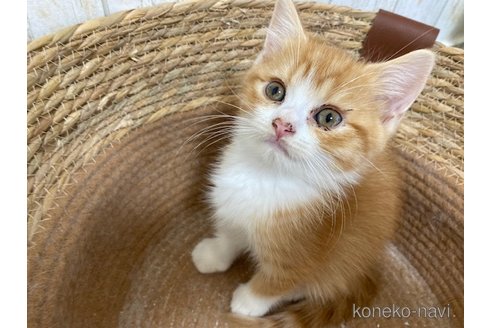 成約済の茨城県のスコティッシュフォールド-103171の4枚目