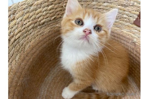 成約済の茨城県のスコティッシュフォールド-103171の1枚目