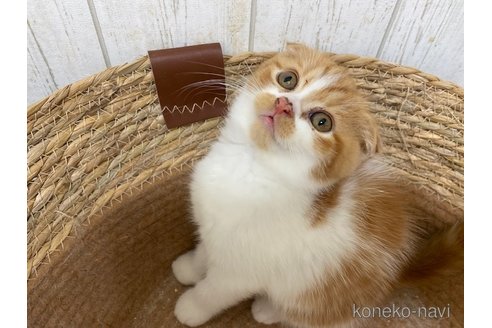 成約済の茨城県のスコティッシュフォールド-103172の2枚目