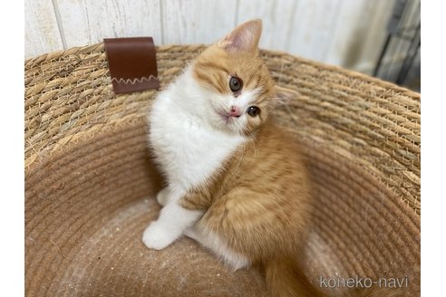 成約済の茨城県のスコティッシュフォールド-103173の4枚目