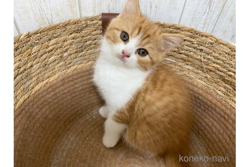 成約済の茨城県のスコティッシュフォールド-103173の1枚目