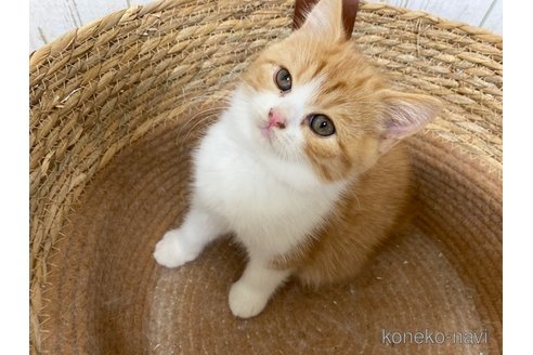 成約済の茨城県のスコティッシュフォールド-103173の2枚目