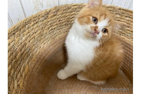 成約済の茨城県のスコティッシュフォールド-103174の6枚目