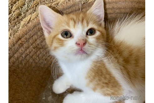 成約済の茨城県のスコティッシュフォールド-103175の7枚目